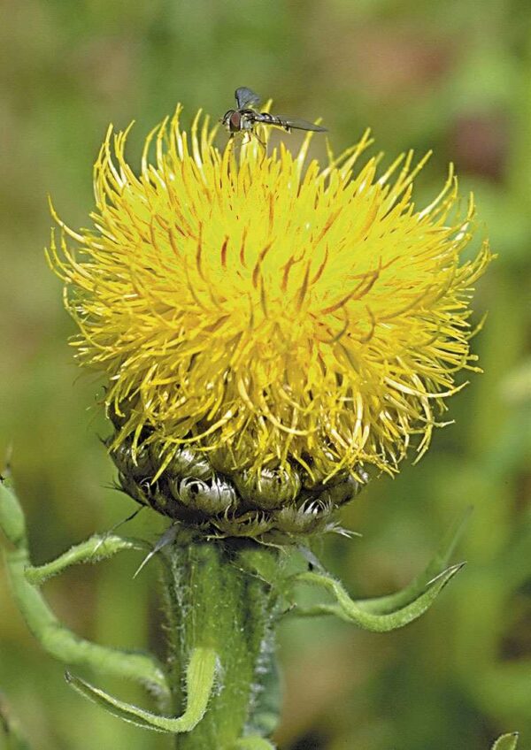 Centaurea macrocephala