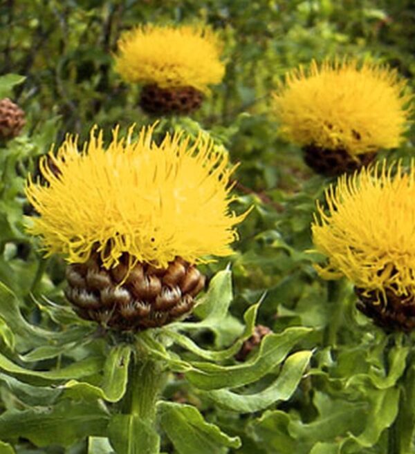 Centaurea macrocephala A