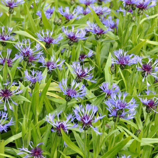 Centaurea montana Coerulea 1