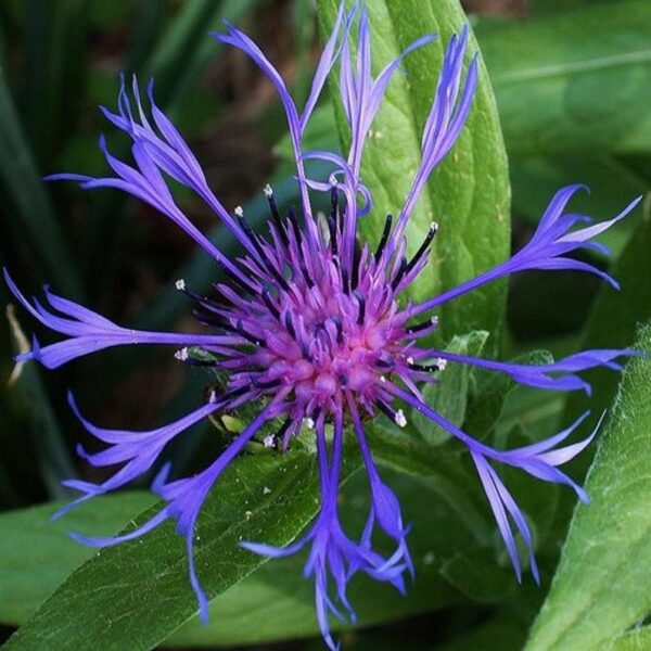 Centaurea montana Coerulea 3