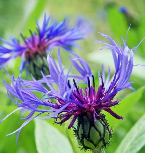 Centaurea montana Coerulea A