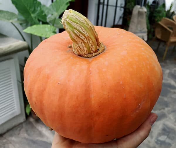 Cucurbita maxima Amazonka