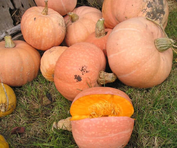 Cucurbita maxima Amish Pie