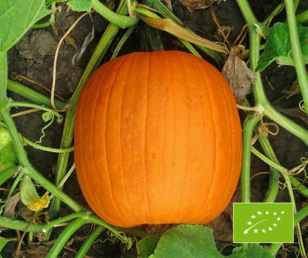 Cucurbita pepo Jack O Lantern BIO