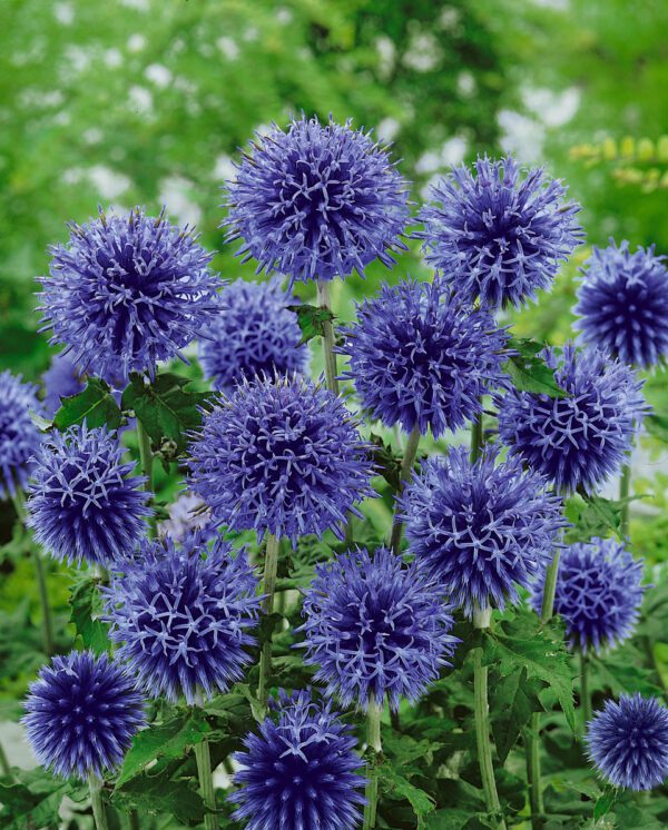 Echinops bannaticus Blue Glow 1