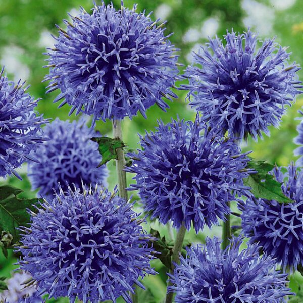 Echinops bannaticus Blue Glow 2