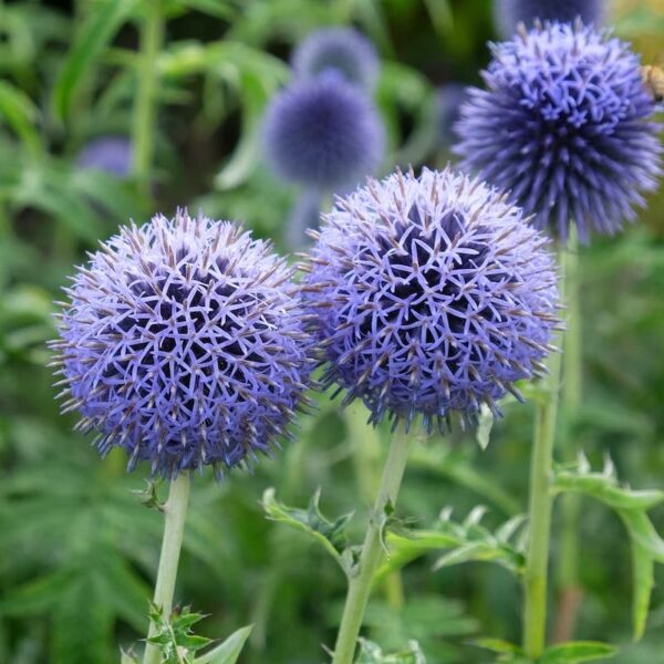 Echinops ritro 1