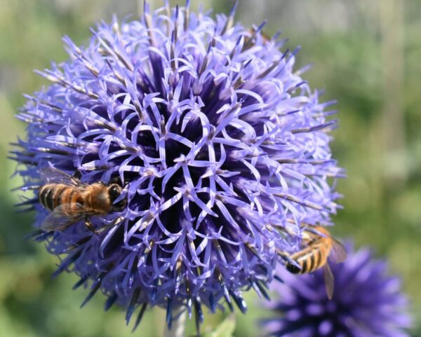 Echinops ritro A