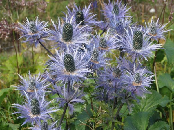 Eryngium alpinum 1