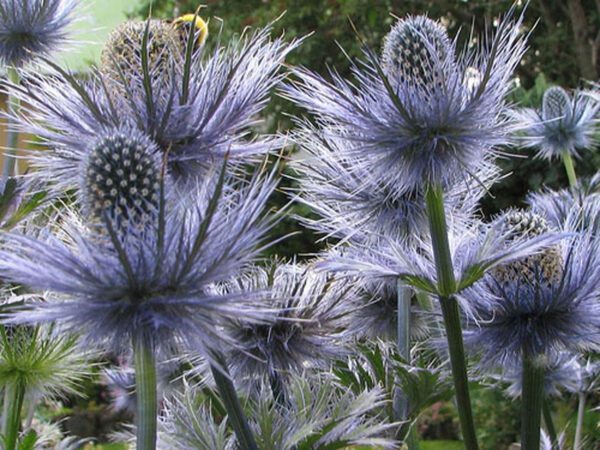 Eryngium alpinum 2