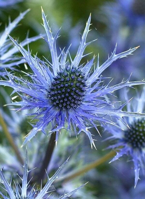 Eryngium alpinum 3 A