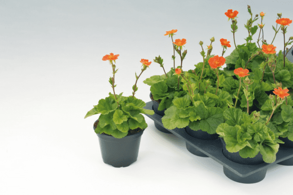 Geum coccineum Koi - Image 2