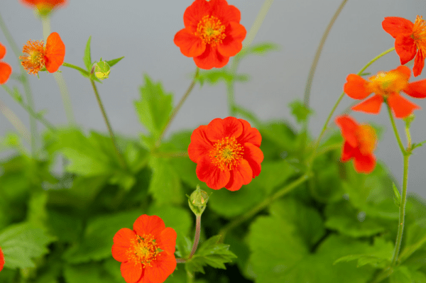 Geum coccineum Koi - Image 5