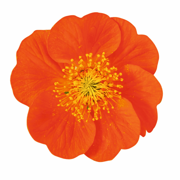 Geum coccineum Koi - Image 4