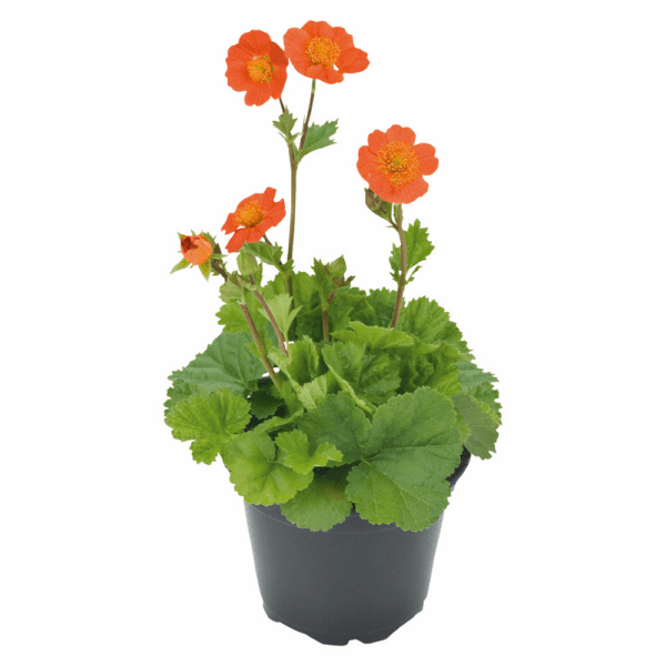 Geum coccineum Koi