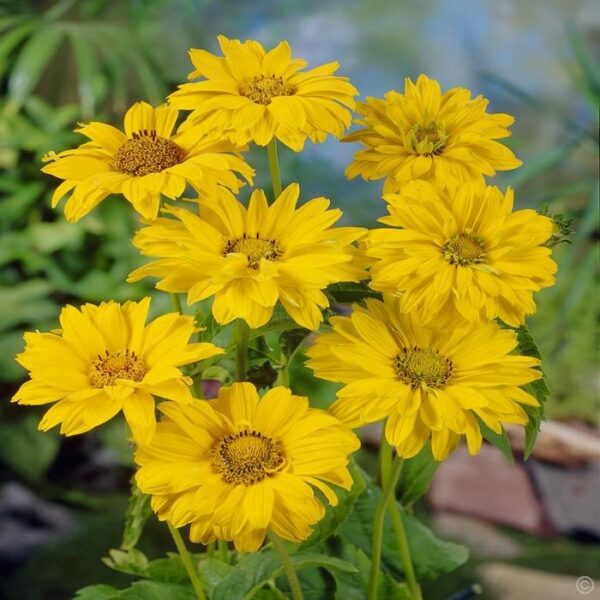 Heliopsis helianthoides Summer Sun