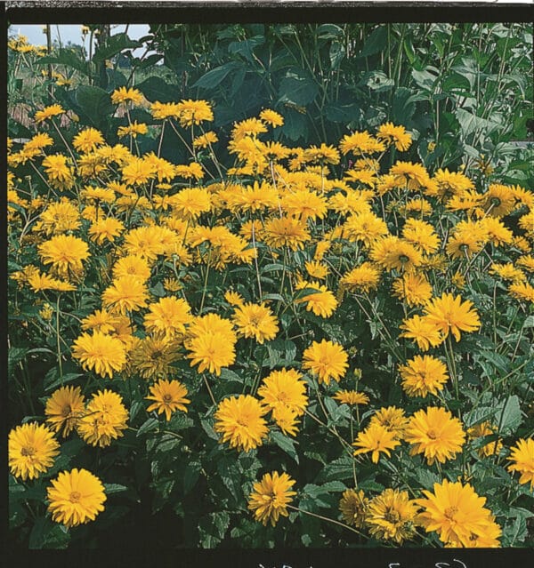 Heliopsis helianthoides var scabra Summer Sun