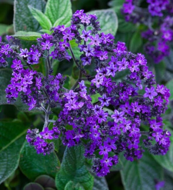 Heliotropium arborescens Marine