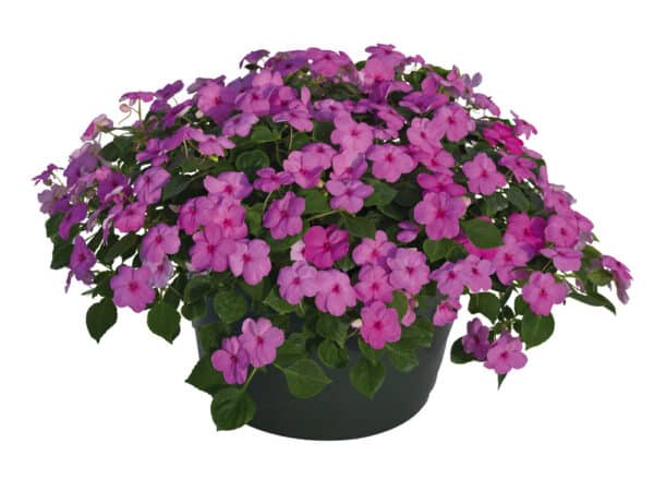 Impatiens walleriana F₁ Lollipop Bubblegum (Pink) - Image 2