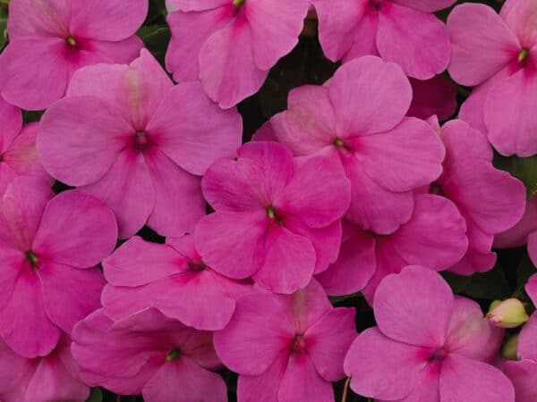 Impatiens walleriana F₁ Lollipop Bubblegum (Pink) - Image 4