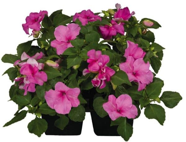 Impatiens walleriana F₁ Lollipop Bubblegum (Pink) - Image 3