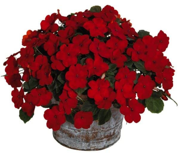 Impatiens walleriana F₁ Lollipop Cherry (Red) - Image 2