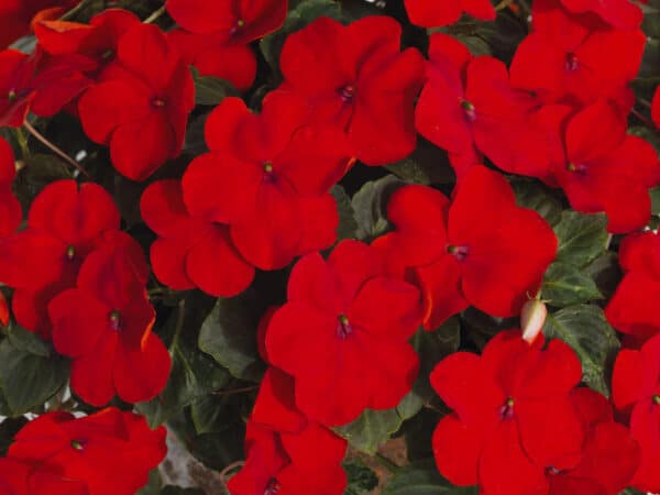 Impatiens walleriana F₁ Lollipop Cherry (Red) - Image 3