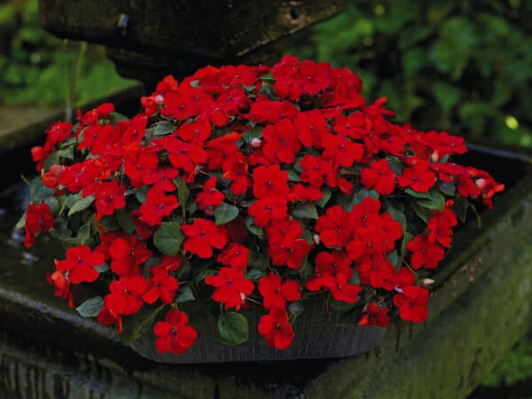 Impatiens walleriana F₁ Lollipop Cherry (Red) - Image 5