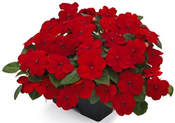 Impatiens walleriana F₁ Lollipop Cherry (Red) - Image 4