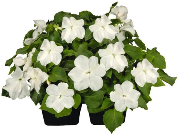 Impatiens walleriana F₁ Lollipop Coconut (White) - Image 4