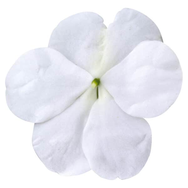 Impatiens walleriana F₁ Lollipop Coconut (White)