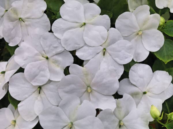 Impatiens walleriana F₁ Lollipop Coconut (White) - Image 3