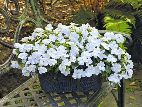 Impatiens walleriana F₁ Lollipop Coconut (White) - Image 2