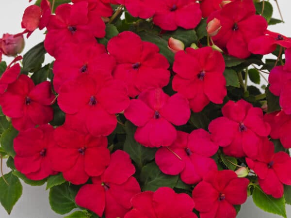 Impatiens walleriana F₁ Lollipop Dragon Fruit (Lipstick) - Image 3