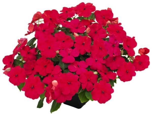 Impatiens walleriana F₁ Lollipop Dragon Fruit (Lipstick) - Image 2