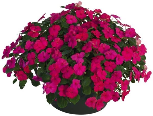 Impatiens walleriana F₁ Lollipop Fruit Punch (Rose) - Image 2