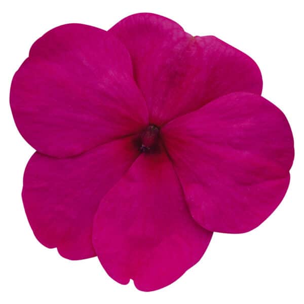 Impatiens walleriana F₁ Lollipop Fruit Punch (Rose)