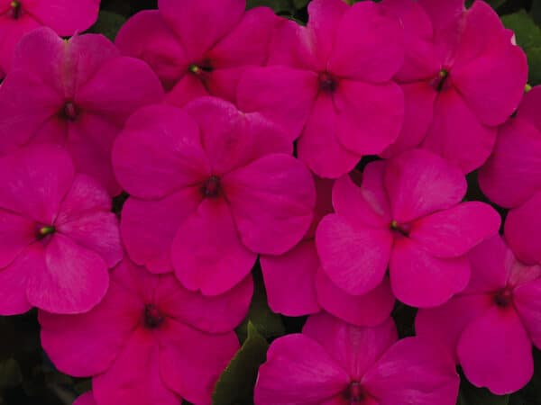 Impatiens walleriana F₁ Lollipop Fruit Punch (Rose) - Image 4