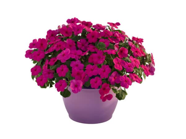 Impatiens walleriana F₁ Lollipop Fruit Punch (Rose) - Image 3