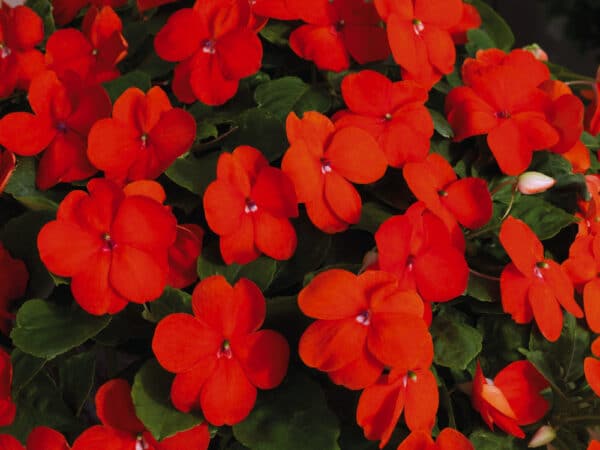 Impatiens walleriana F₁ Lollipop Orange - Image 4