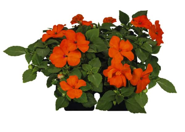 Impatiens walleriana F₁ Lollipop Orange - Image 3