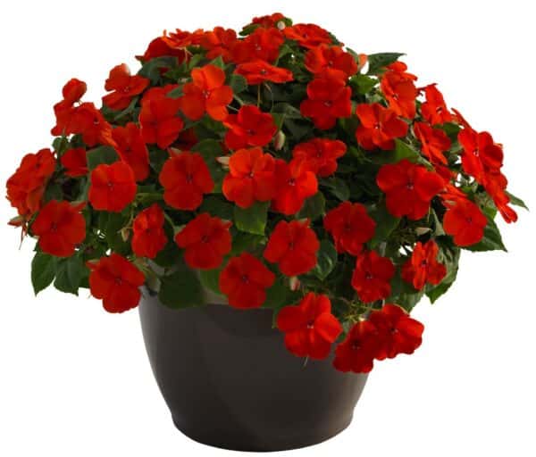 Impatiens walleriana F₁ Lollipop Orange - Image 2