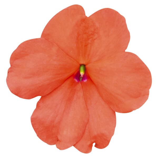 Impatiens walleriana F₁ Lollipop Peach (Salmon)