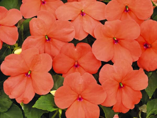 Impatiens walleriana F₁ Lollipop Peach (Salmon) - Image 3