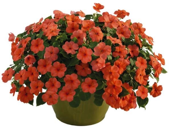 Impatiens walleriana F₁ Lollipop Peach (Salmon) - Image 2