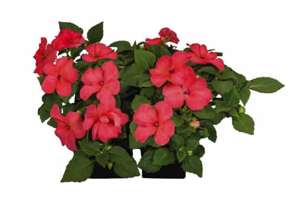 Impatiens walleriana F₁ Lollipop Peach (Salmon) - Image 5