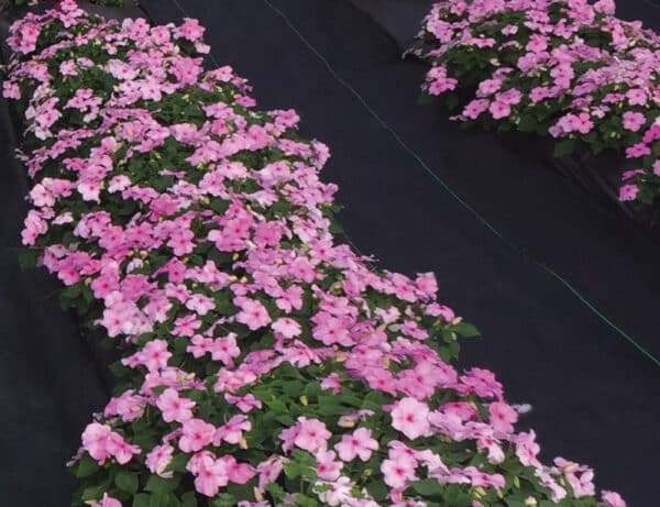 Impatiens walleriana F₁ Lollipop Pink Lemonade (Light Pink) - Image 2