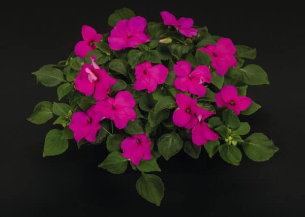 Impatiens walleriana F₁ Lollipop Pomegranate (Carmine) - Image 3