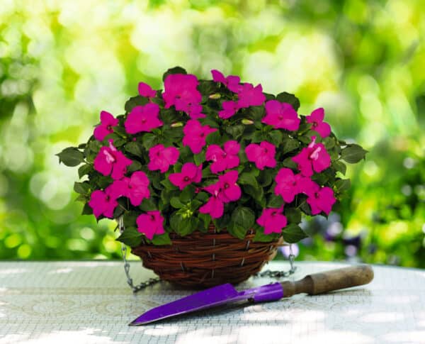 Impatiens walleriana F₁ Lollipop Pomegranate (Carmine) - Image 2