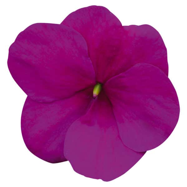 Impatiens walleriana F₁ Lollipop Raspberry (Violet)